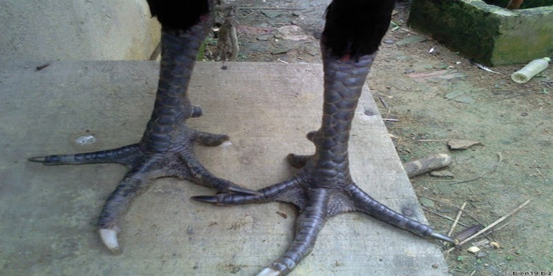 Chế độ chăm sóc gà ngũ sắc chân xanh