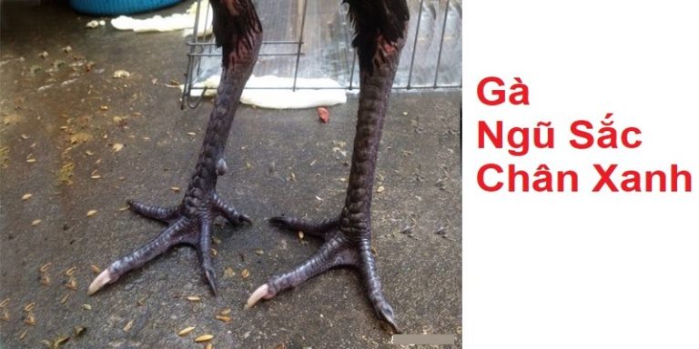 Giới thiệu về gà ngũ sắc chân xanh