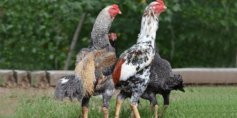 Cách Nuôi Gà Đá Cựa Sắt Jun88 – Gà Khỏe, Ra Đòn Hiểm