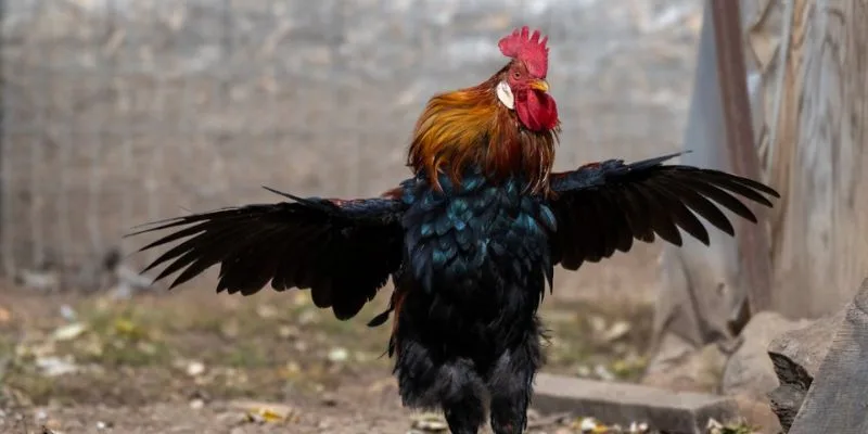 Bí quyết phân khu tuổi tác hợp lý tránh lây nhiễm chéo